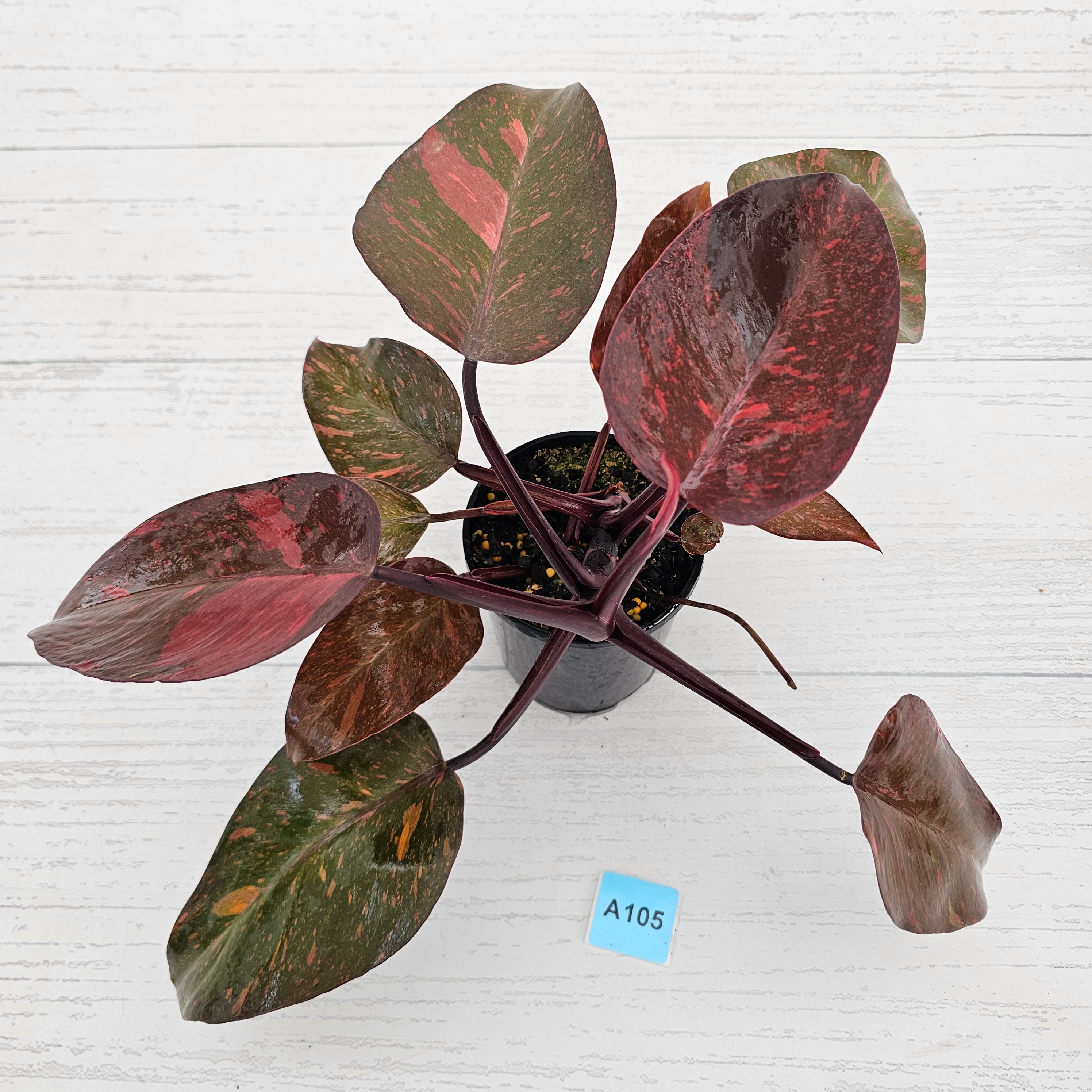 Philodendron 'Orange Princess'