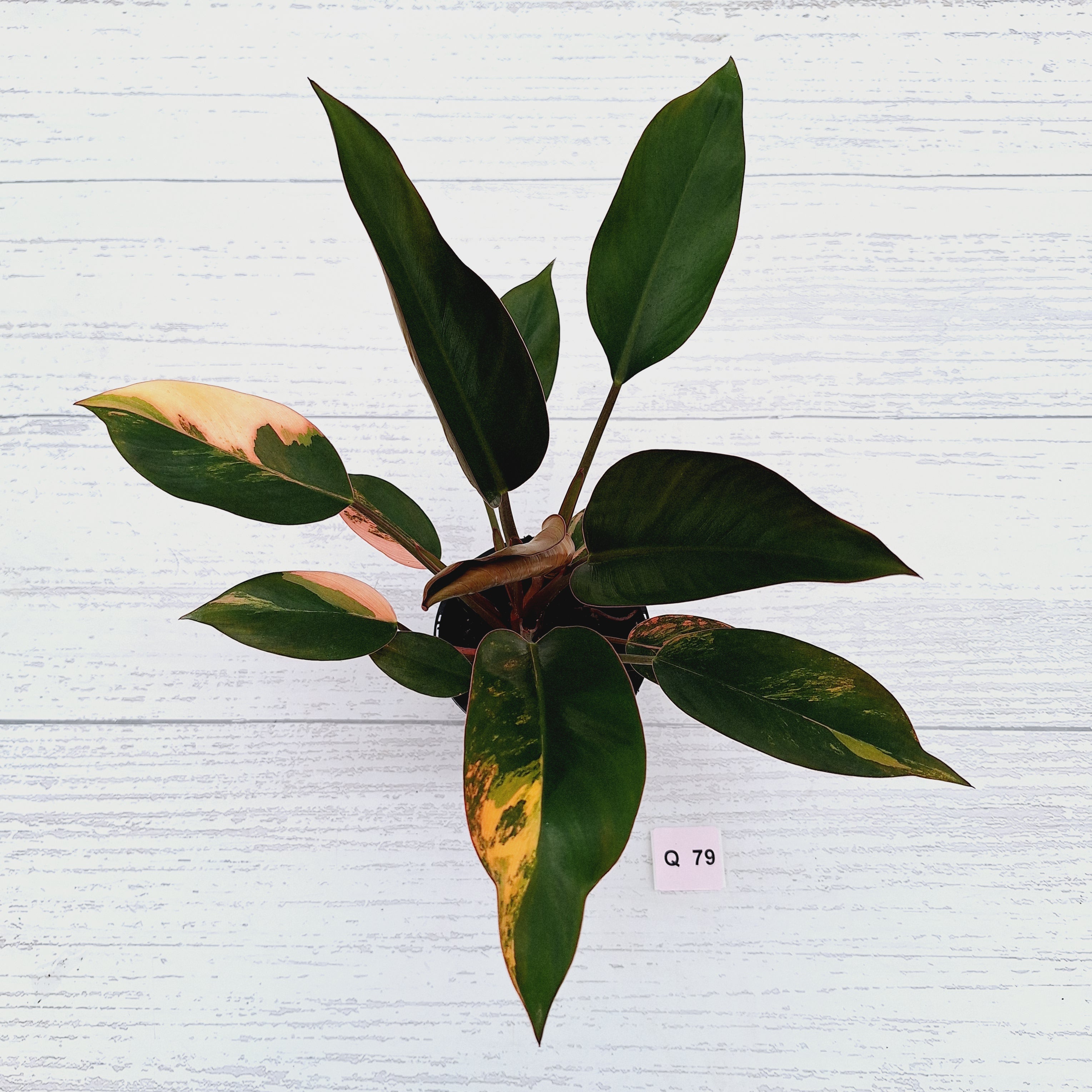 Philodendron &#39;Rojo Congo Variegated&#39;