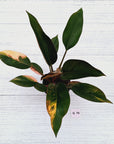 Philodendron 'Rojo Congo Variegated'