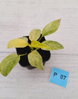 Homalomena sulcata ‘Cream Frost’ - SALE