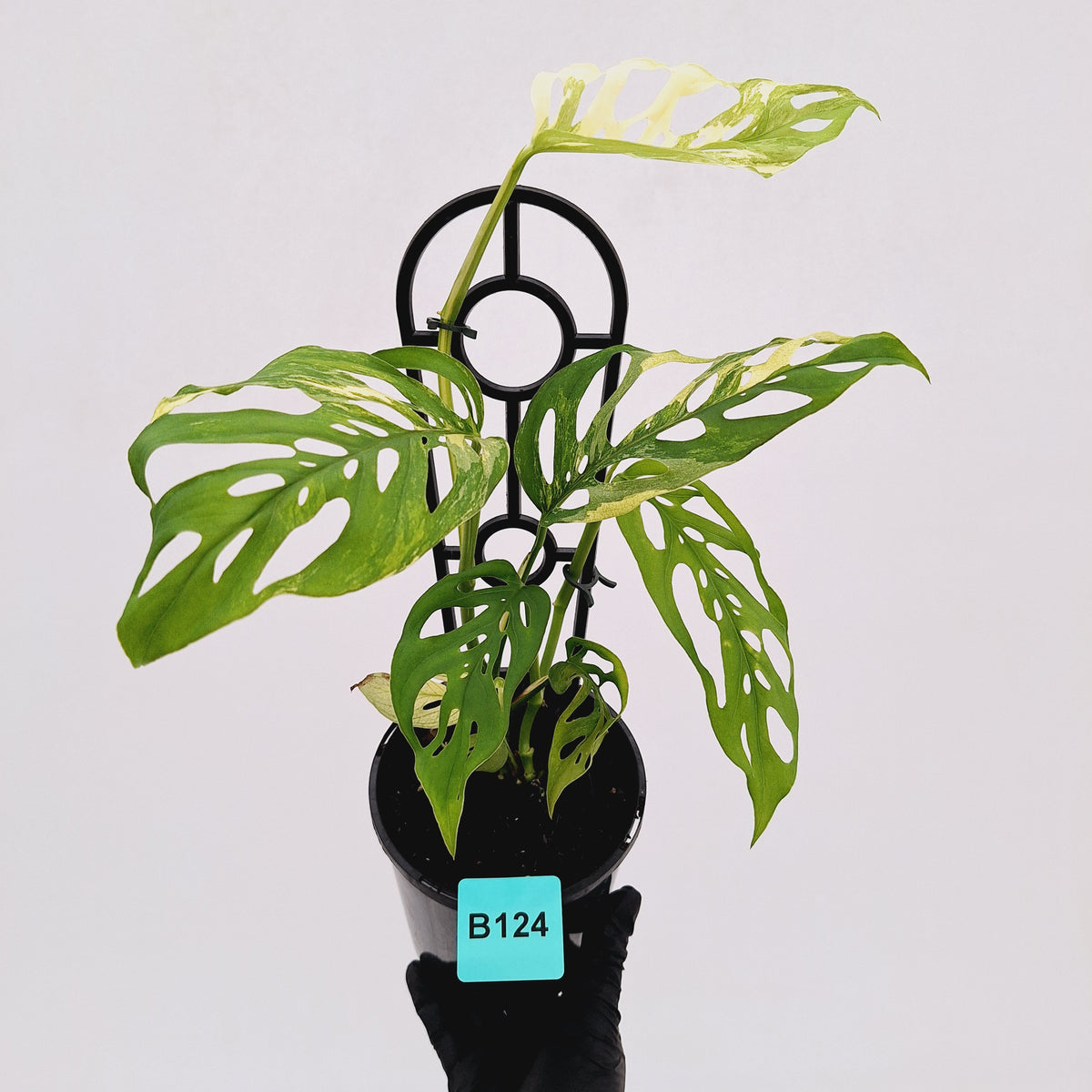 Monstera adansonii Variegata