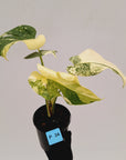 Monstera deliciosa Thai Constellation