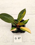 Philodendron 'Rojo Congo Variegated' - SALE