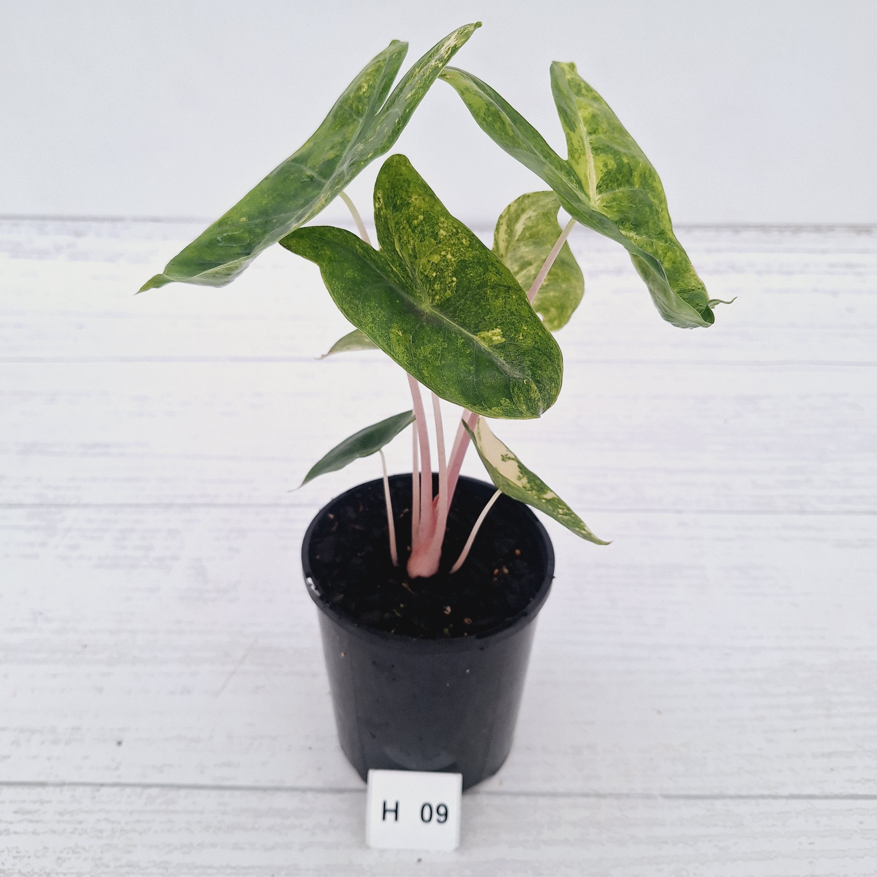 Alocasia 'Morocco' Variegated - SALE