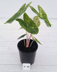 Alocasia 'Morocco' Variegated - SALE