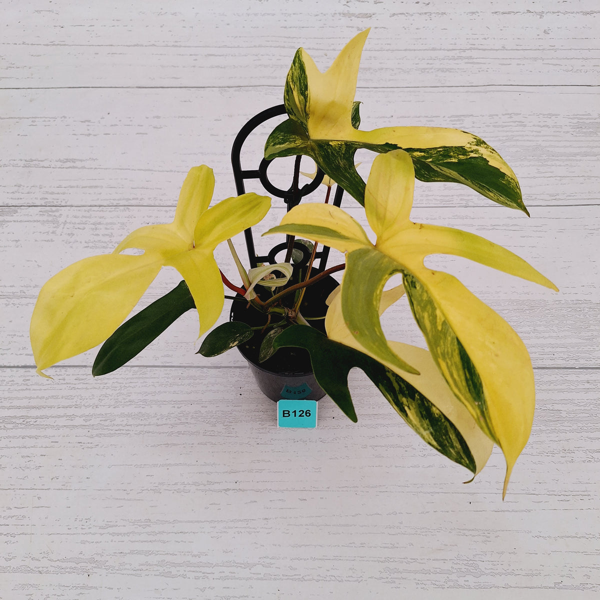 Philodendron pedatum 'Florida Beauty'