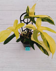 Philodendron pedatum 'Florida Beauty'