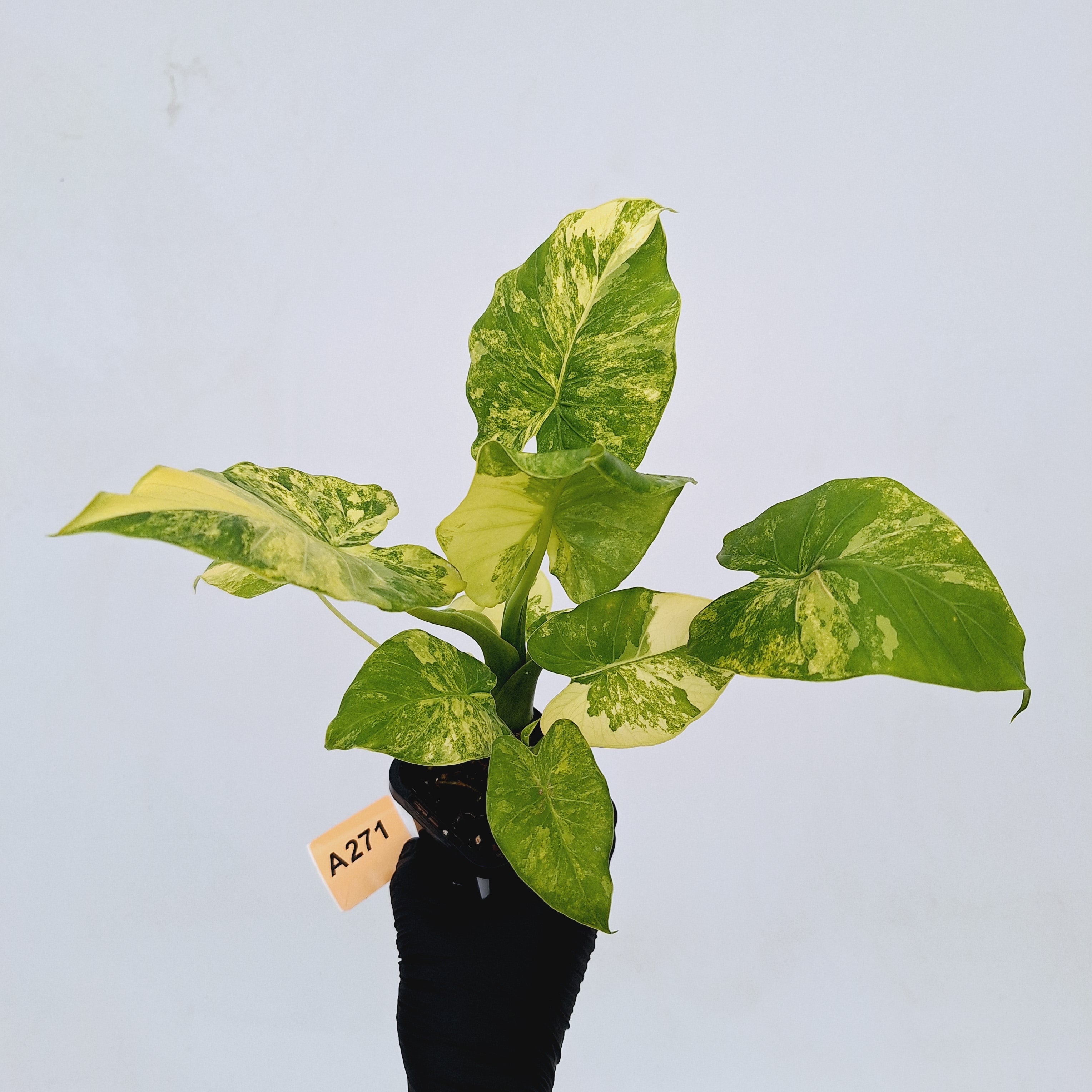 Alocasia Odora &#39;California Aurea Variegata&#39;