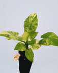 Alocasia Odora 'California Aurea Variegata'