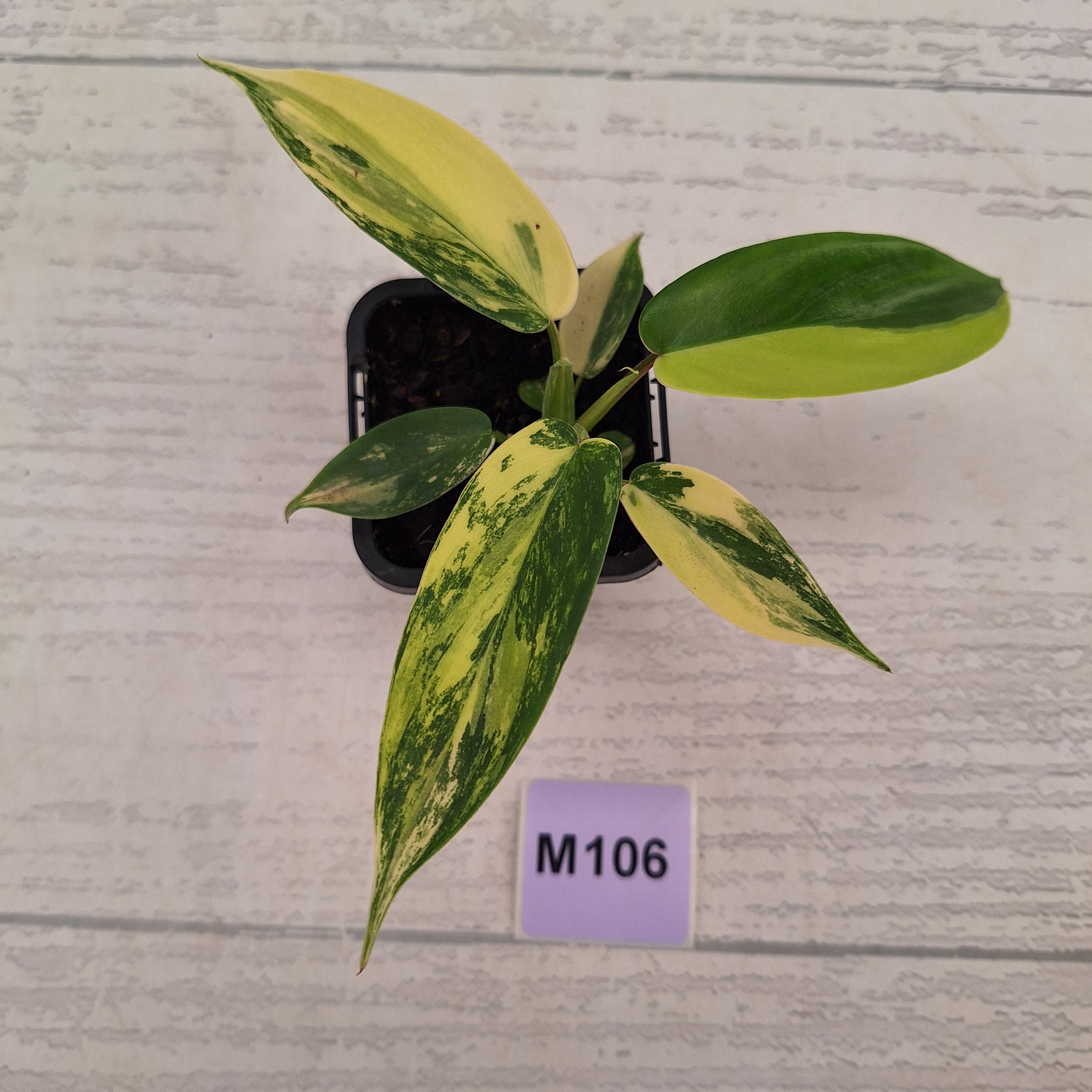 Philodendron pedatum 'Florida Beauty'
