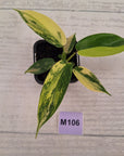 Philodendron pedatum 'Florida Beauty'