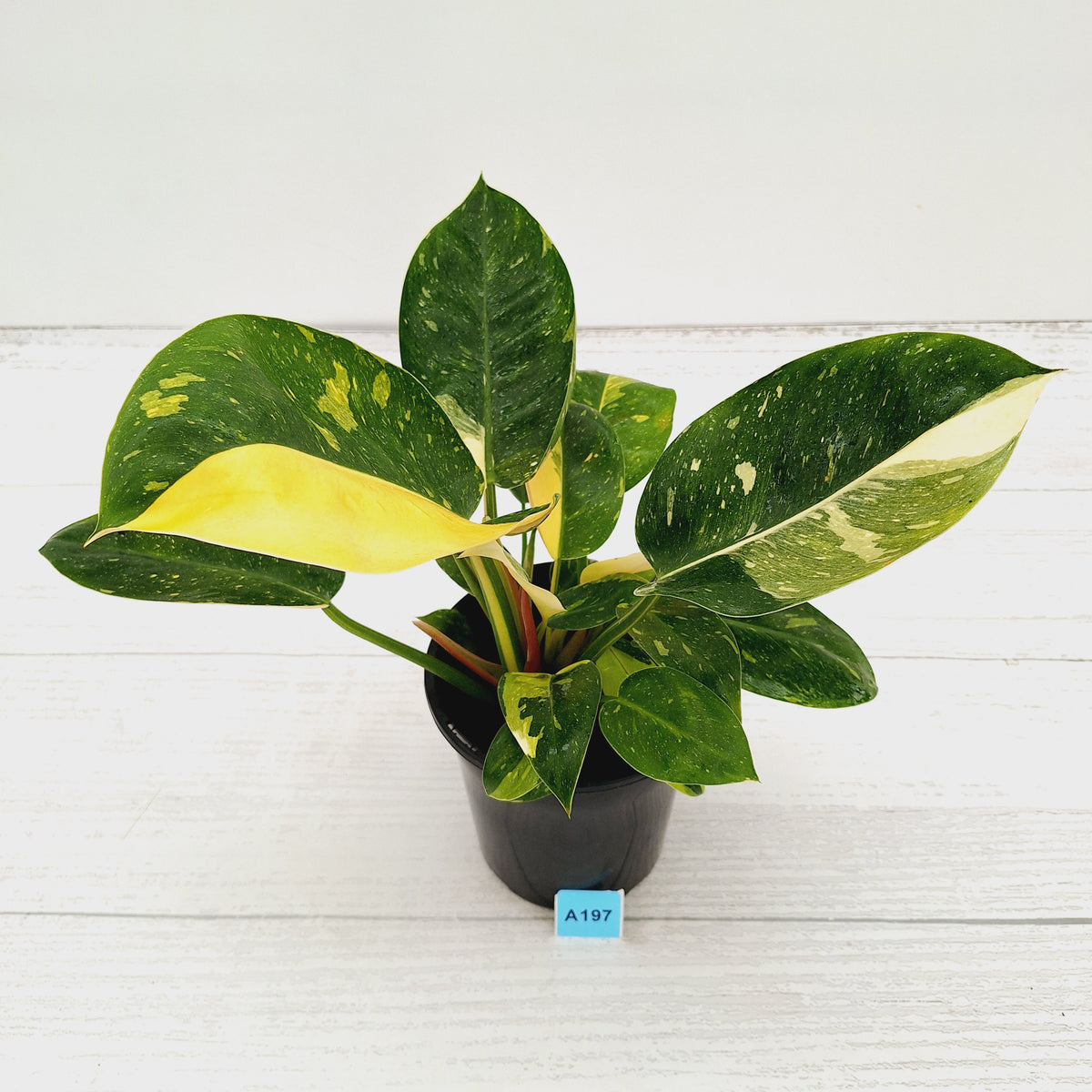 Philodendron Green Congo Variegata (Nuclear)