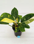 Philodendron Green Congo Variegata (Nuclear)