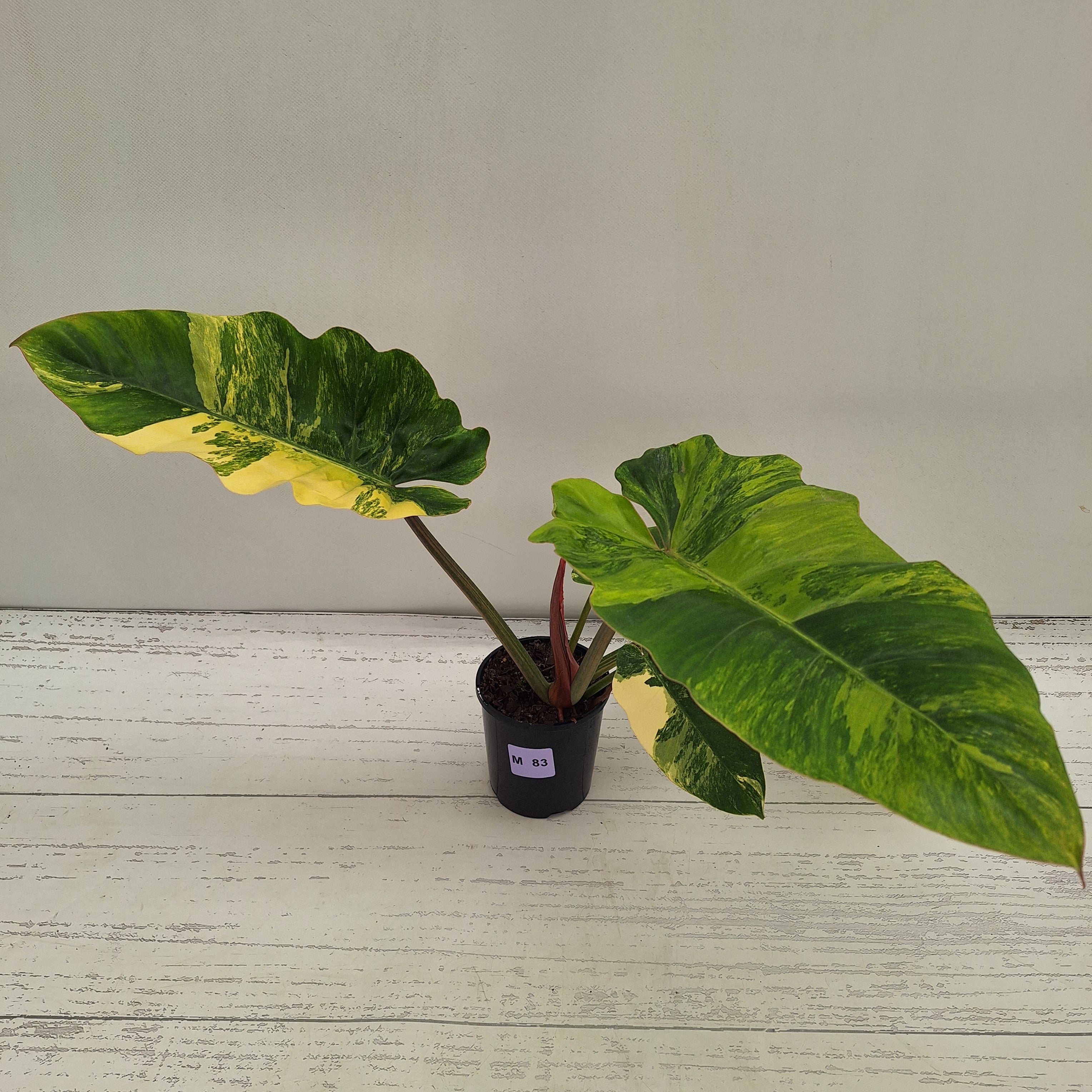 Philodendron pinnatifidum 'Jungle Fever Egg Yolk"