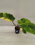 Philodendron pinnatifidum 'Jungle Fever Egg Yolk"