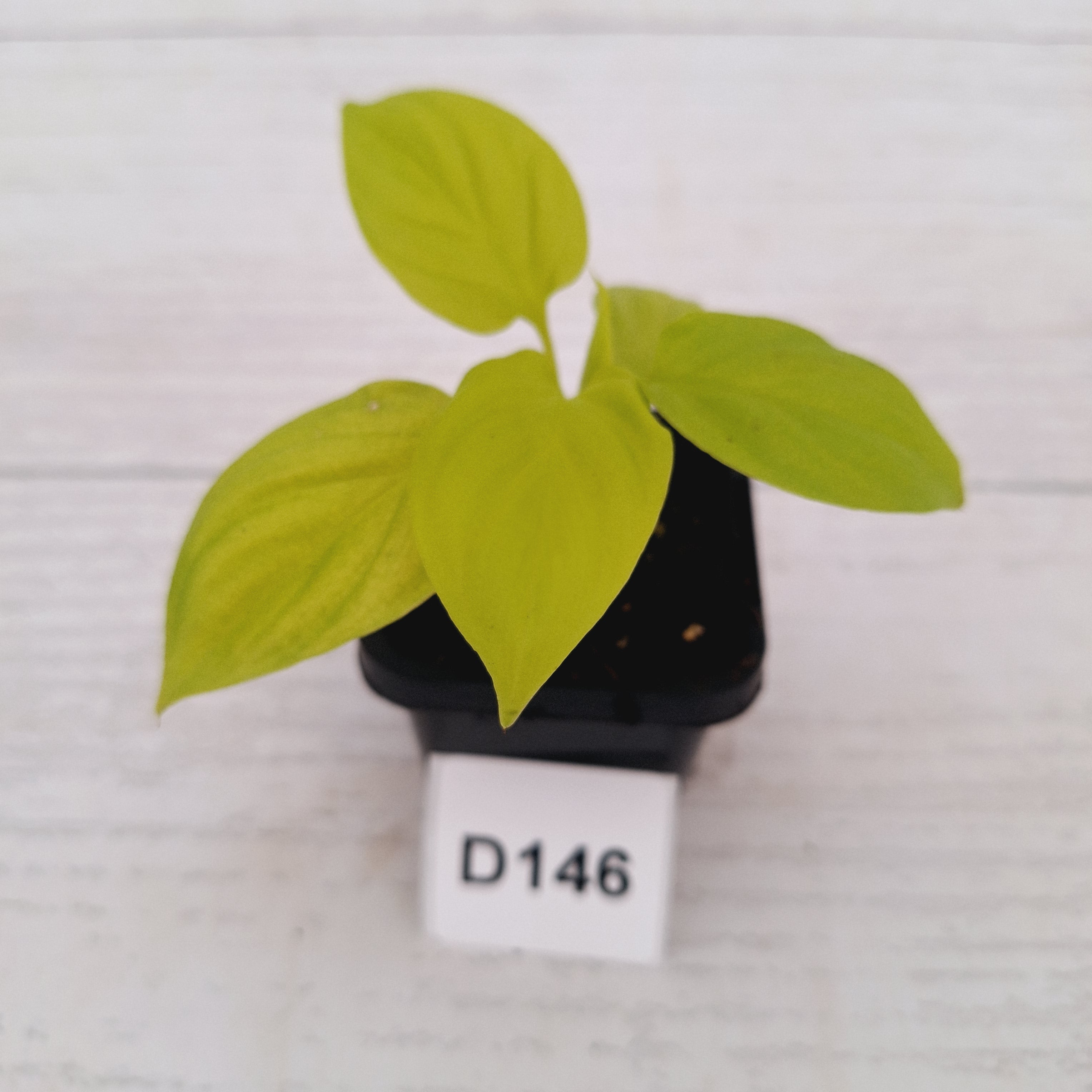 Homalomena rubescens Golden Hibiscus’ - Bare Bottom Baby