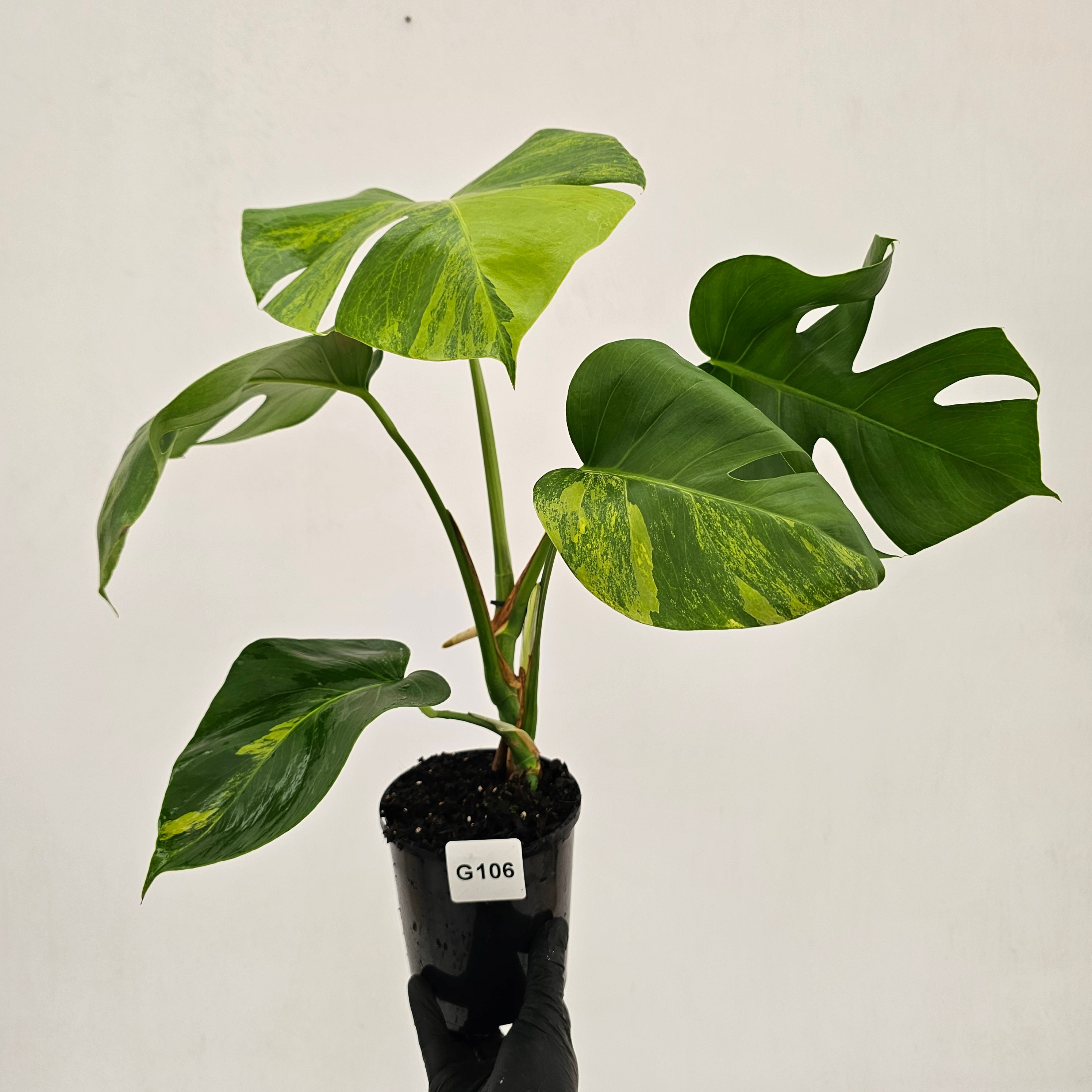 Monstera borsigiana Aurea