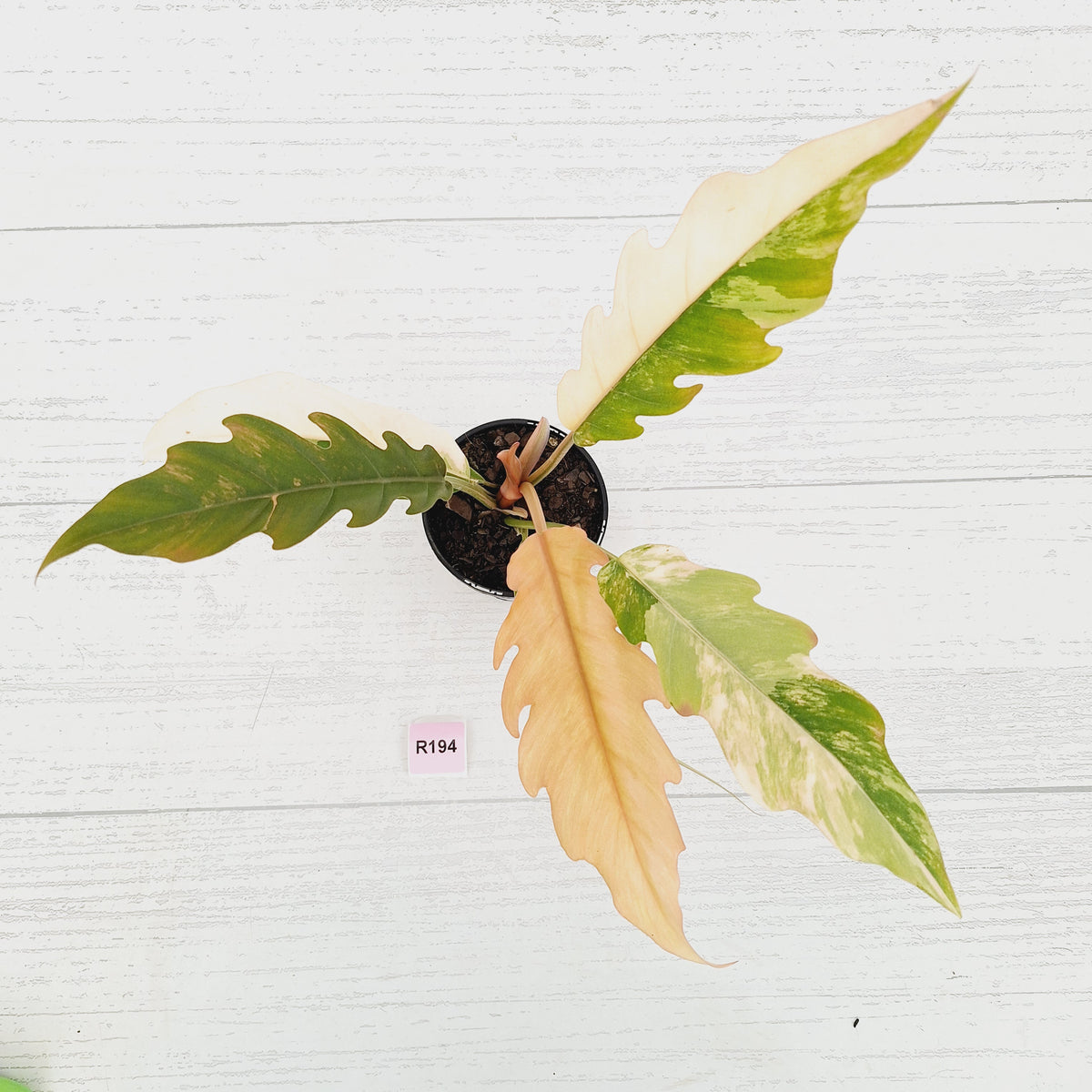 Philodendron serratum 'Caramel Marble'