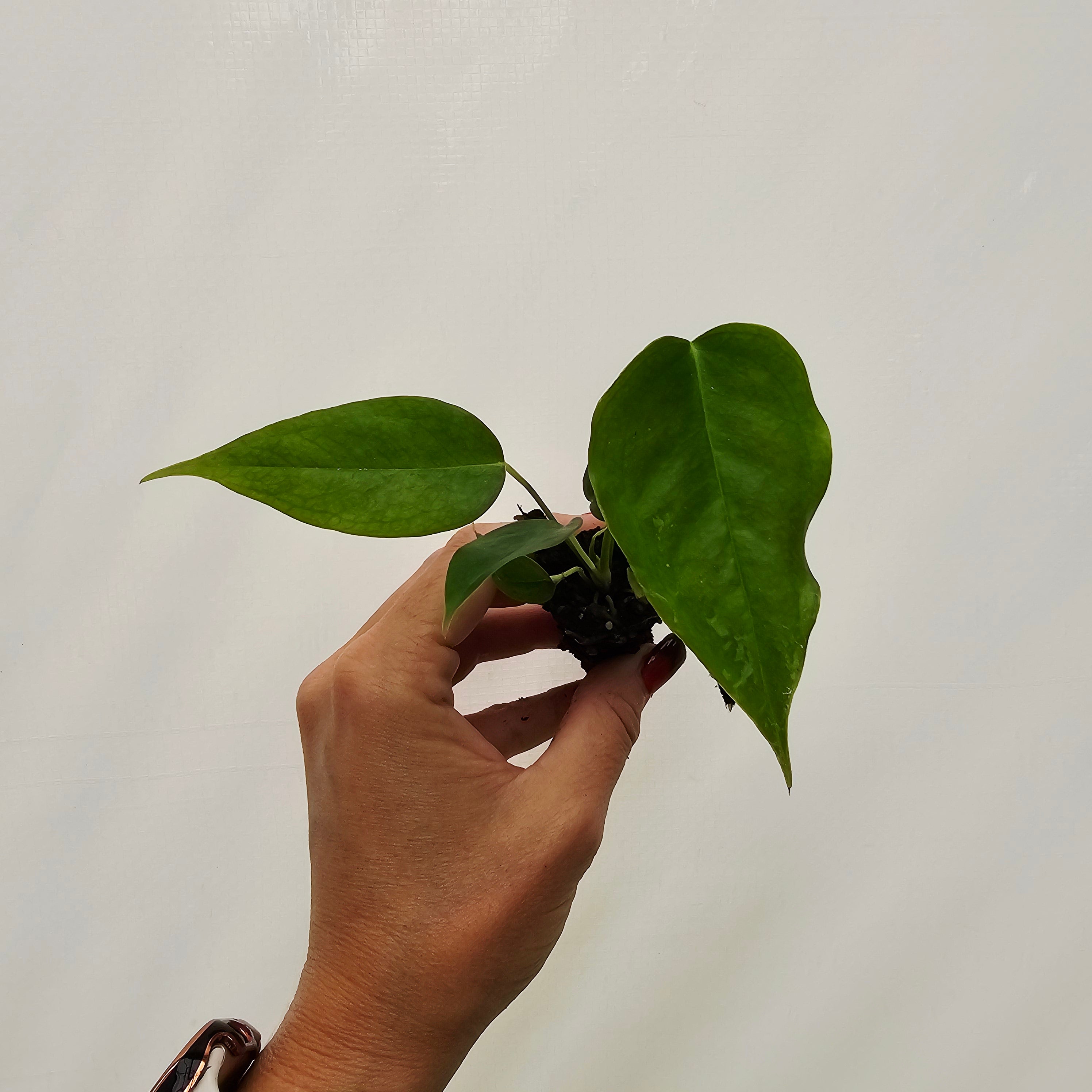 Anthurium veitchii- Bare Bottom Baby