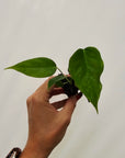 Anthurium veitchii- Bare Bottom Baby