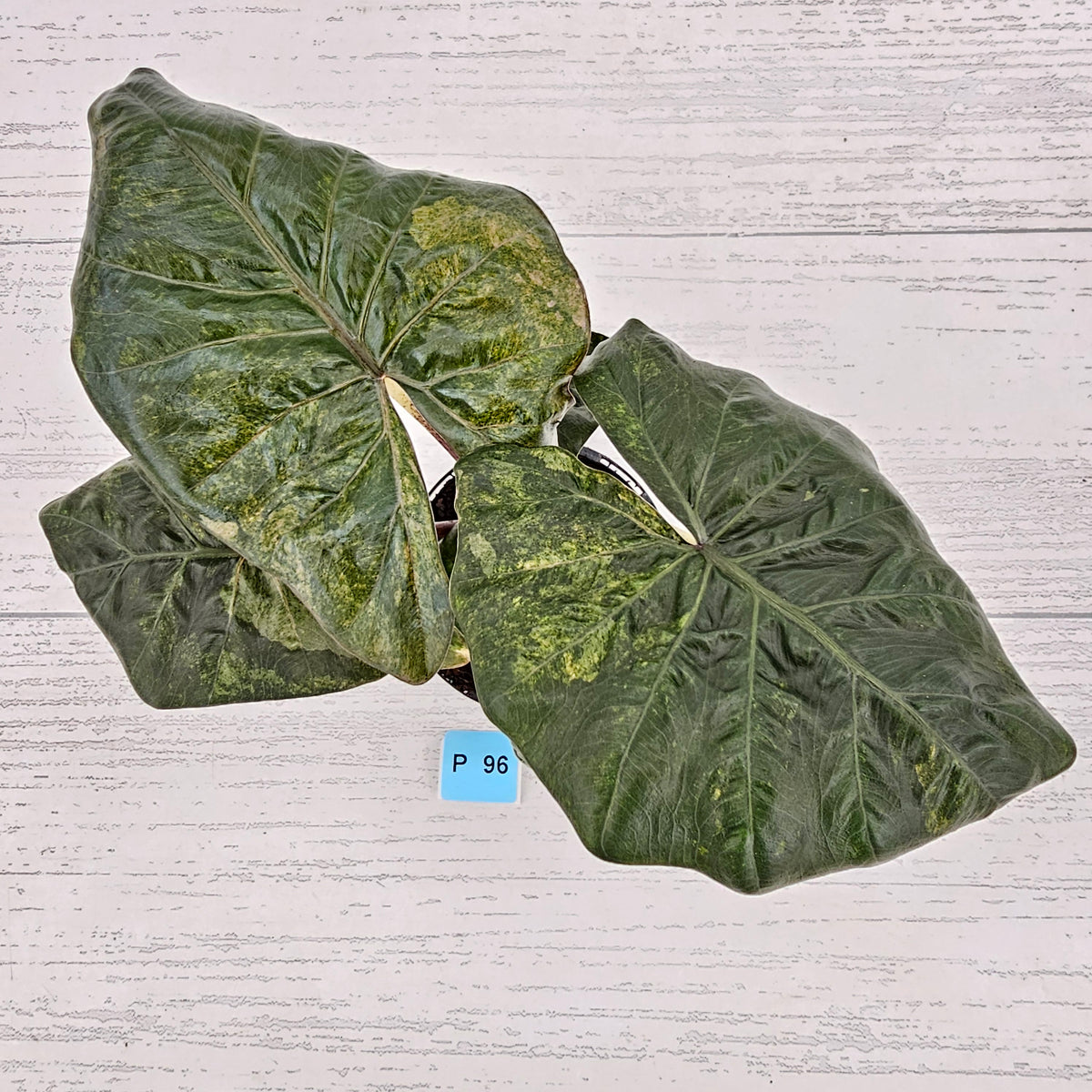 Alocasia macrorrhizos 'plumbea Variegata'