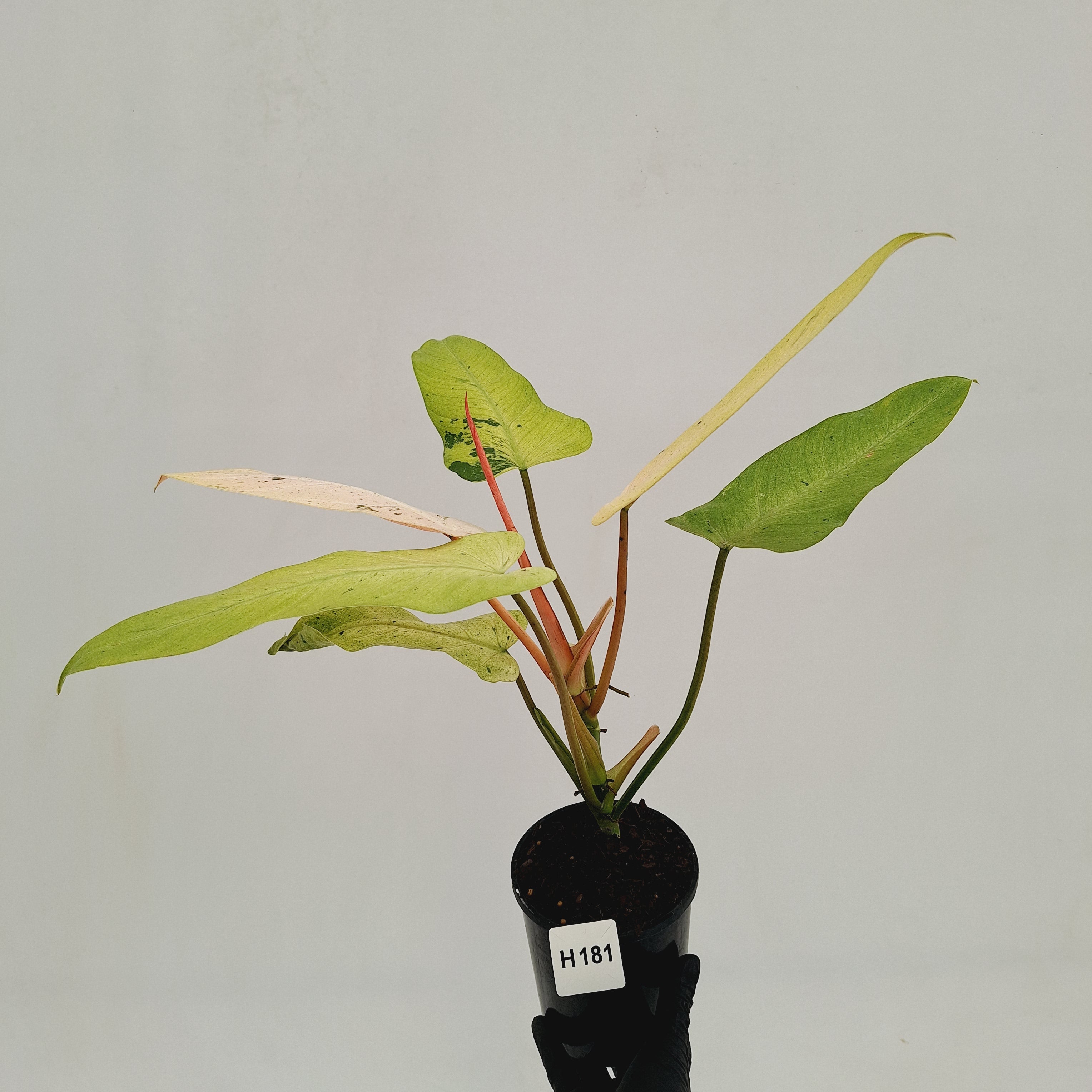 Philodendron  'Whipple Way'