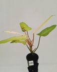 Philodendron  'Whipple Way'