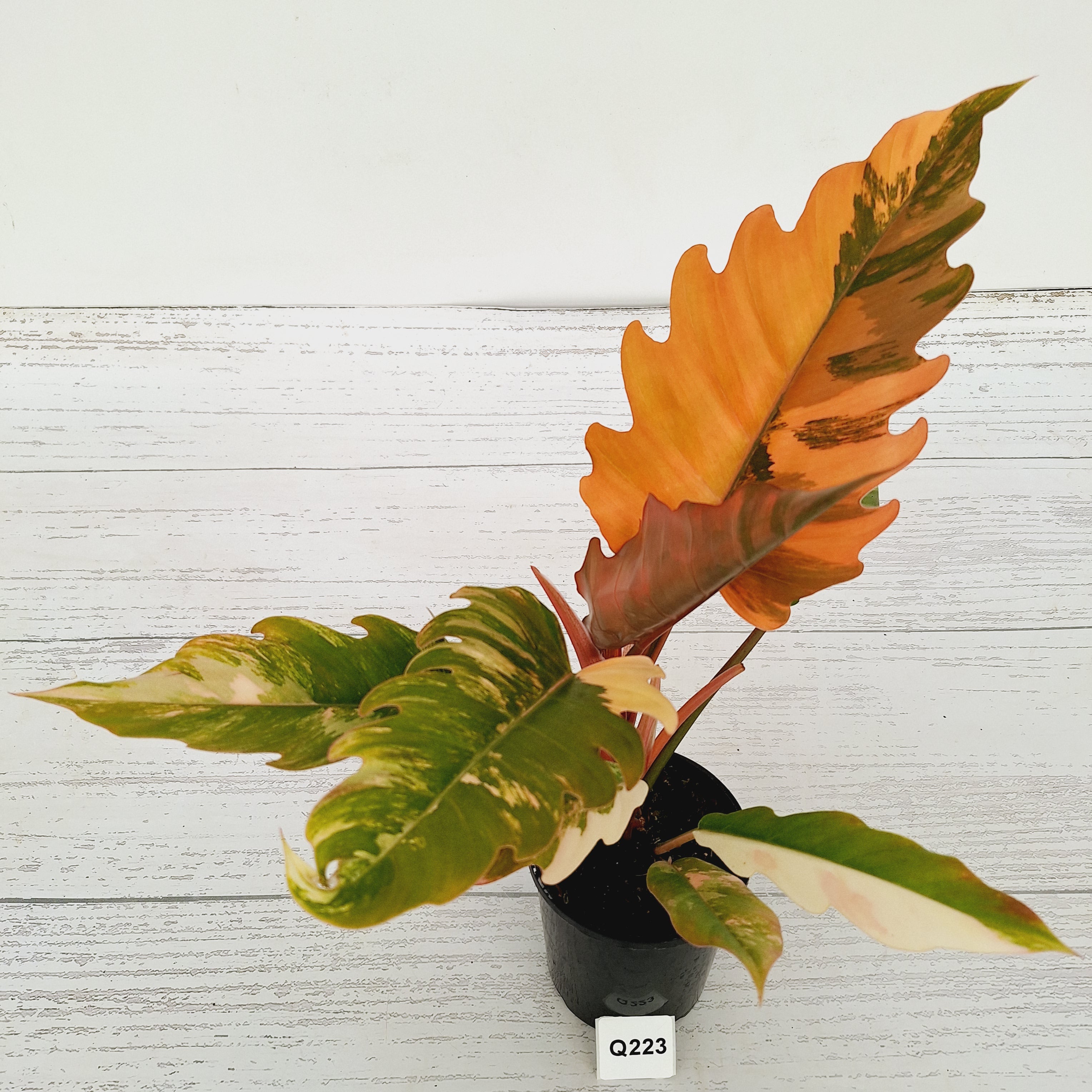 Philodendron serratum Caramel Marble