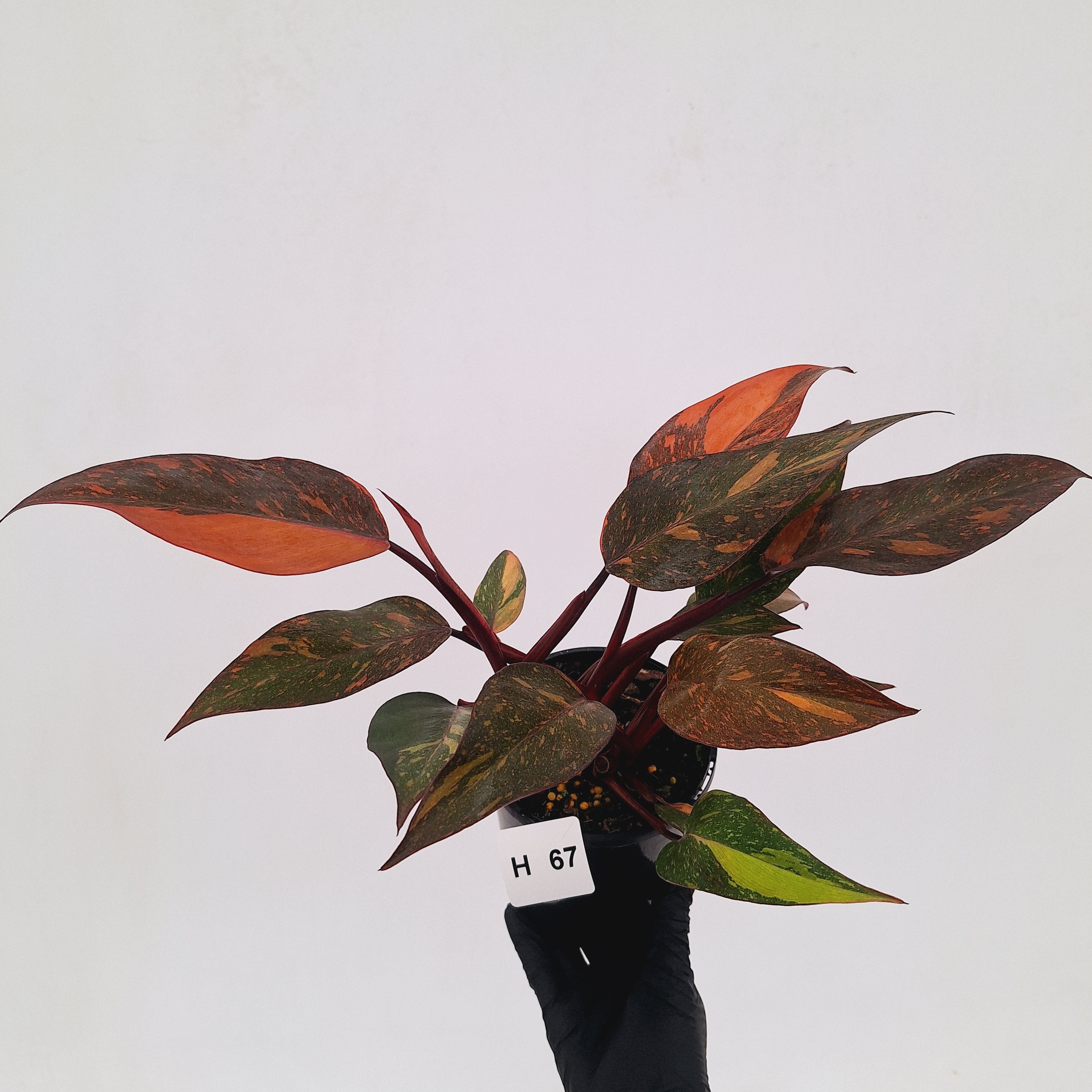 Philodendron 'Orange Princess' - FLASH SALE
