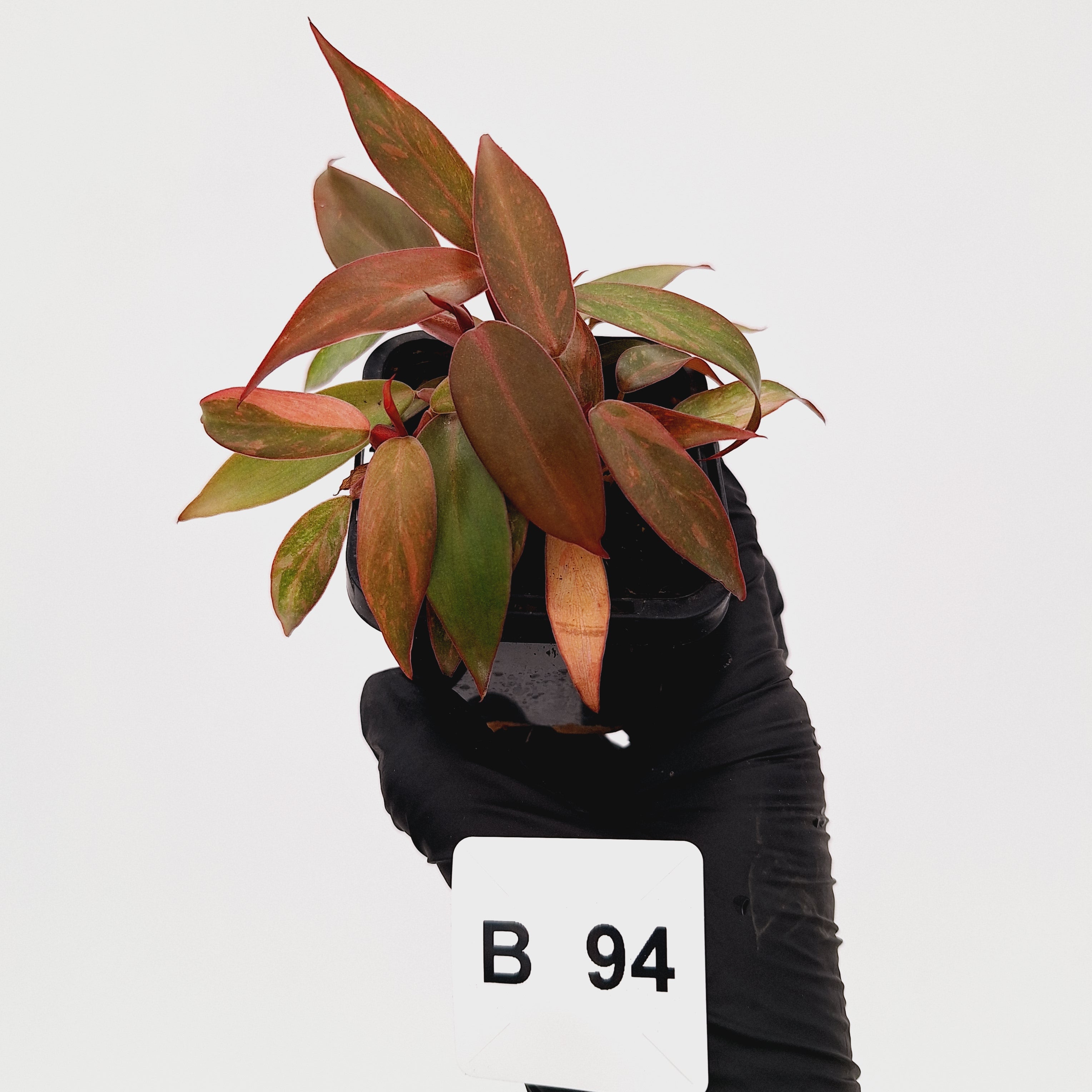 Philodendron 'Orange Princess'