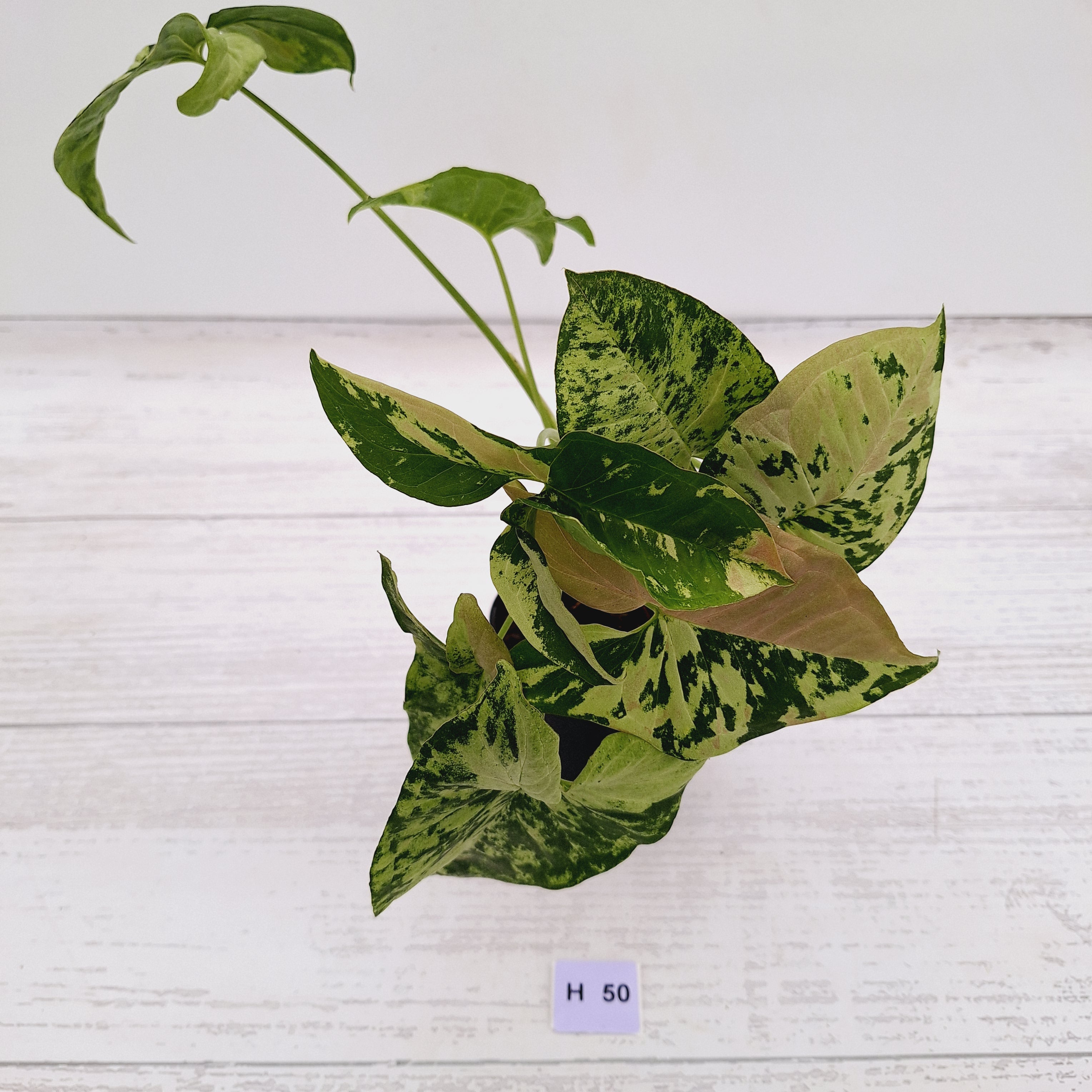 Syngonium podophyllum Confetti Tricolour