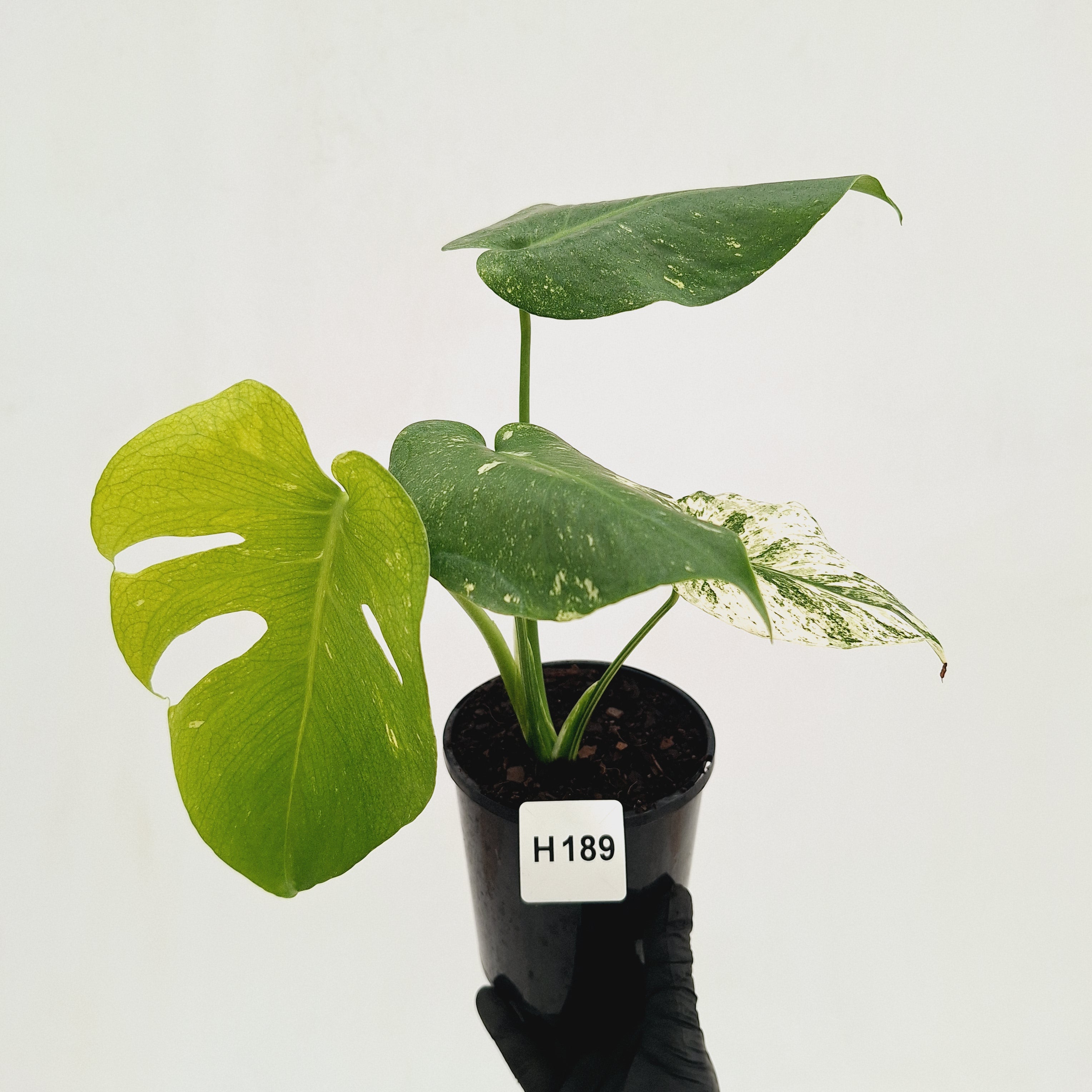 Monstera Deliciosa 'Mint' – Enliven Plants
