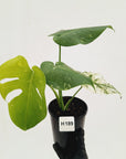 Monstera Deliciosa 'Mint'