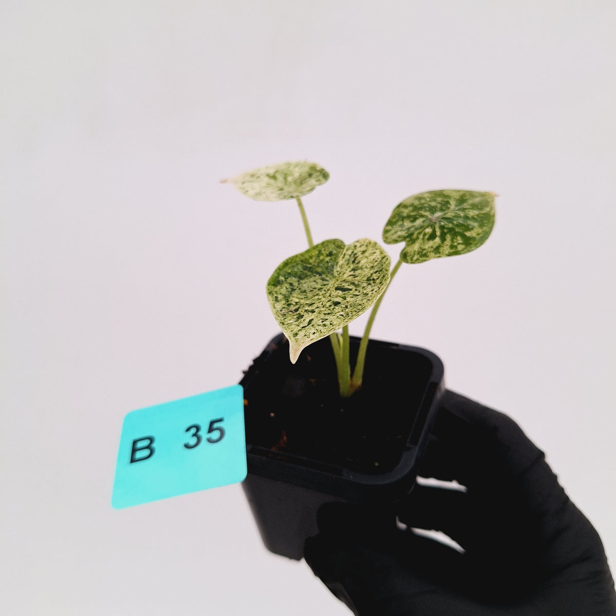 Alocasia baginda ‘Dragon Scale Mint’ -SALE