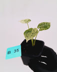 Alocasia baginda ‘Dragon Scale Mint’ -SALE