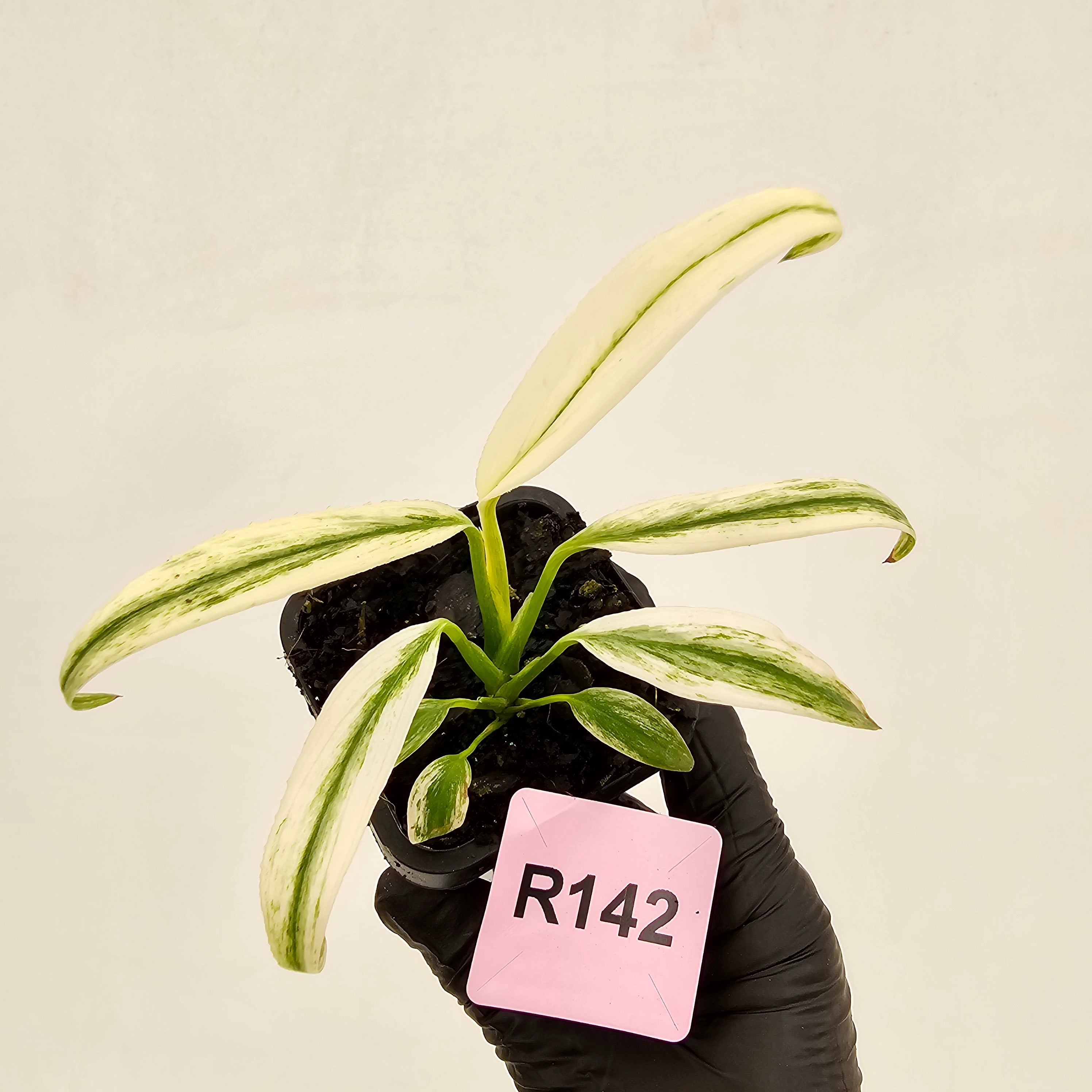 Epipremnum amplissimum variegata 'Albo'