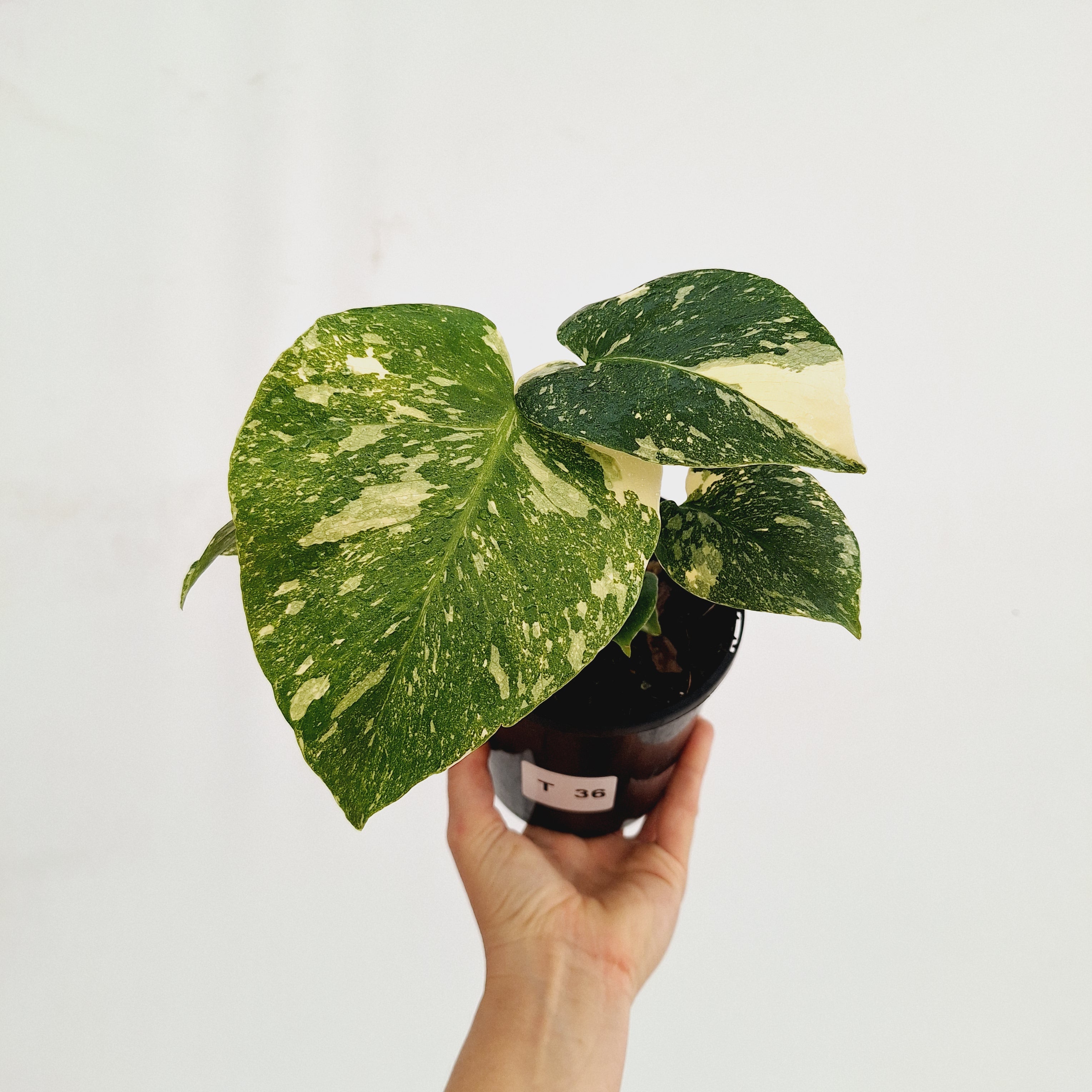 Monstera deliciosa Thai Constellation Sports