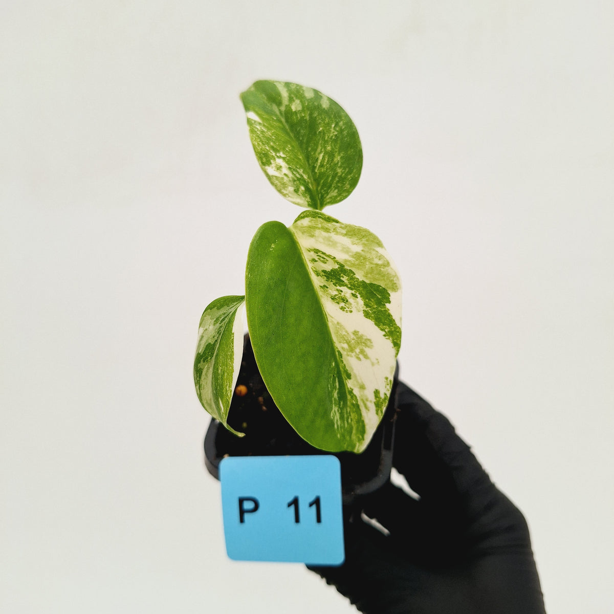 Monstera borsigiana 'Albo' - SALE