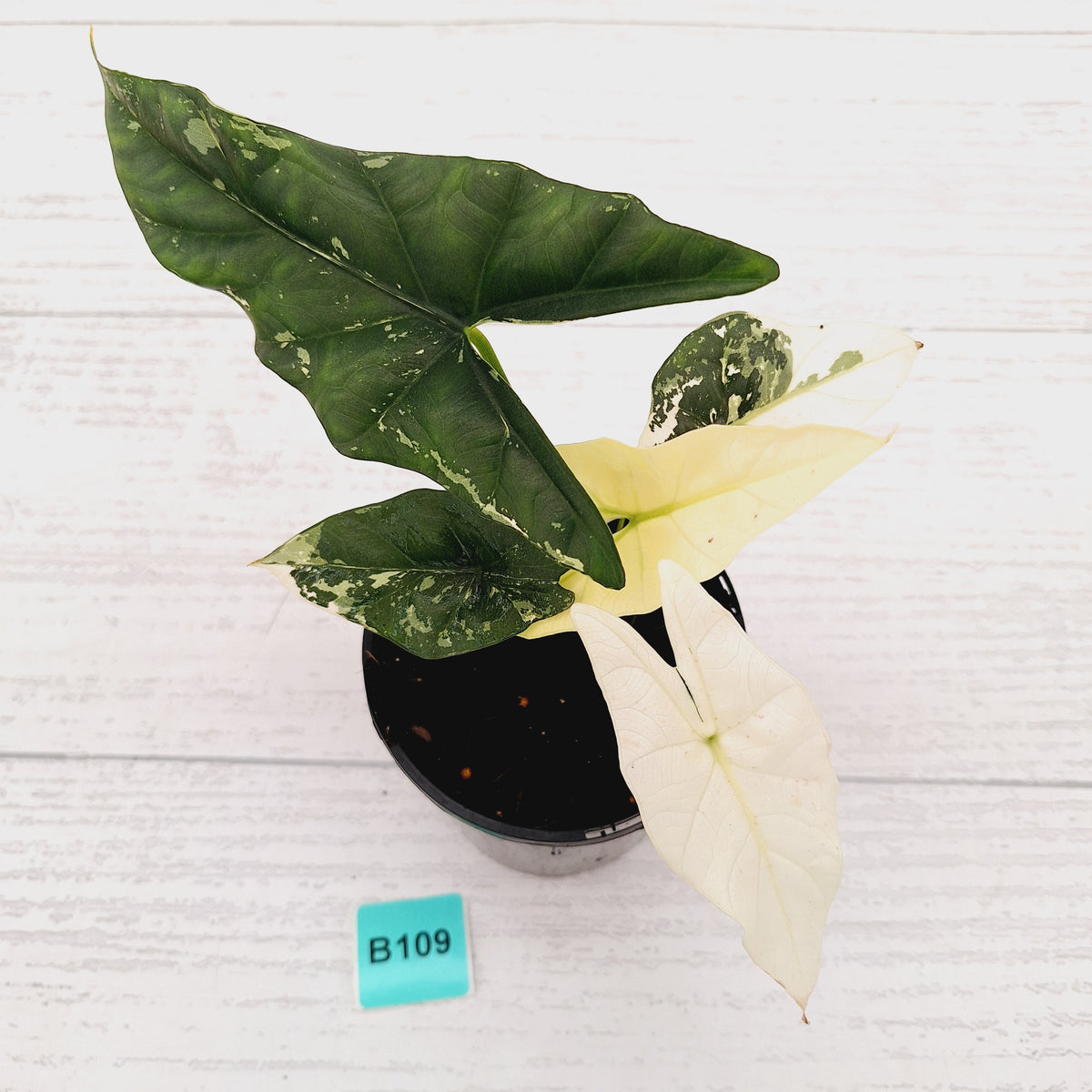 Alocasia ‘Simpo Albo’ Variegata - SALE
