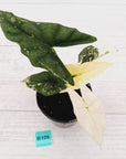 Alocasia ‘Simpo Albo’ Variegata - SALE