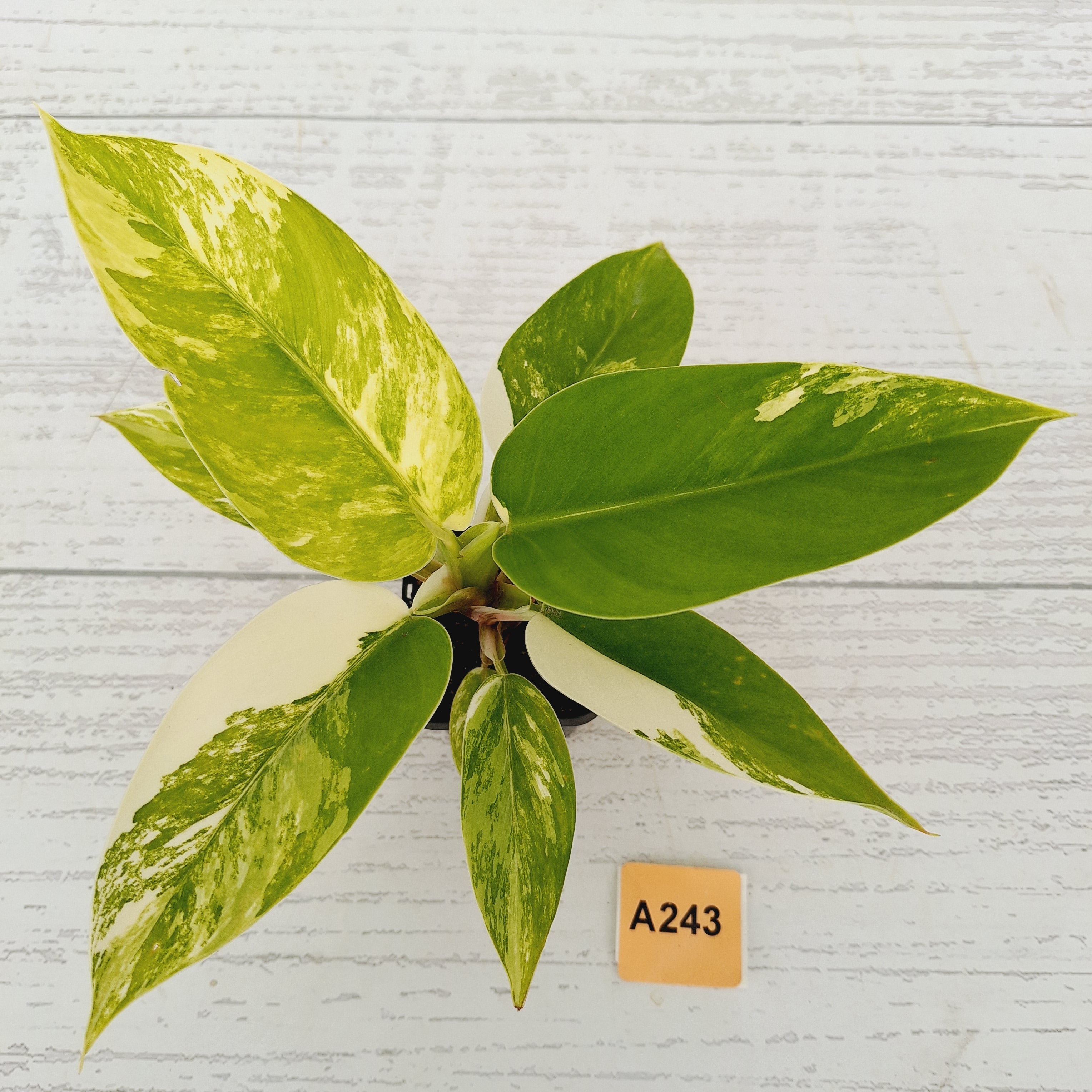 Philodendron imperial green variegata