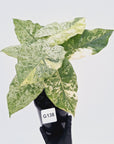 Alocasia odora 'Batik' Variegata Tri Colour