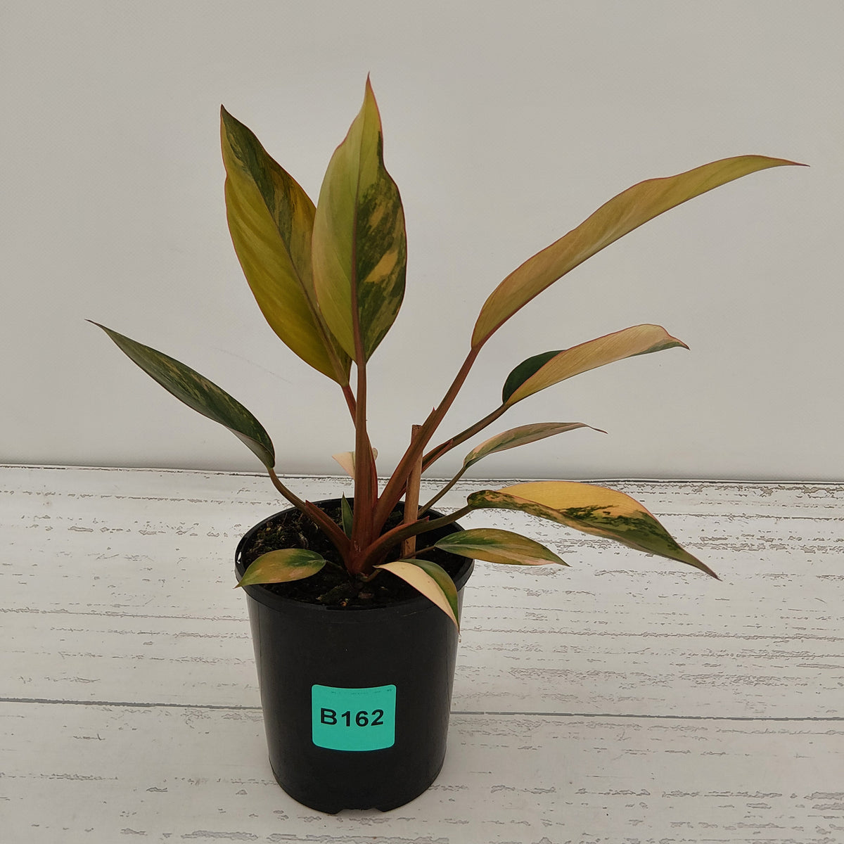 Philodendron 'Rojo Congo Variegated' 125mm - SALE