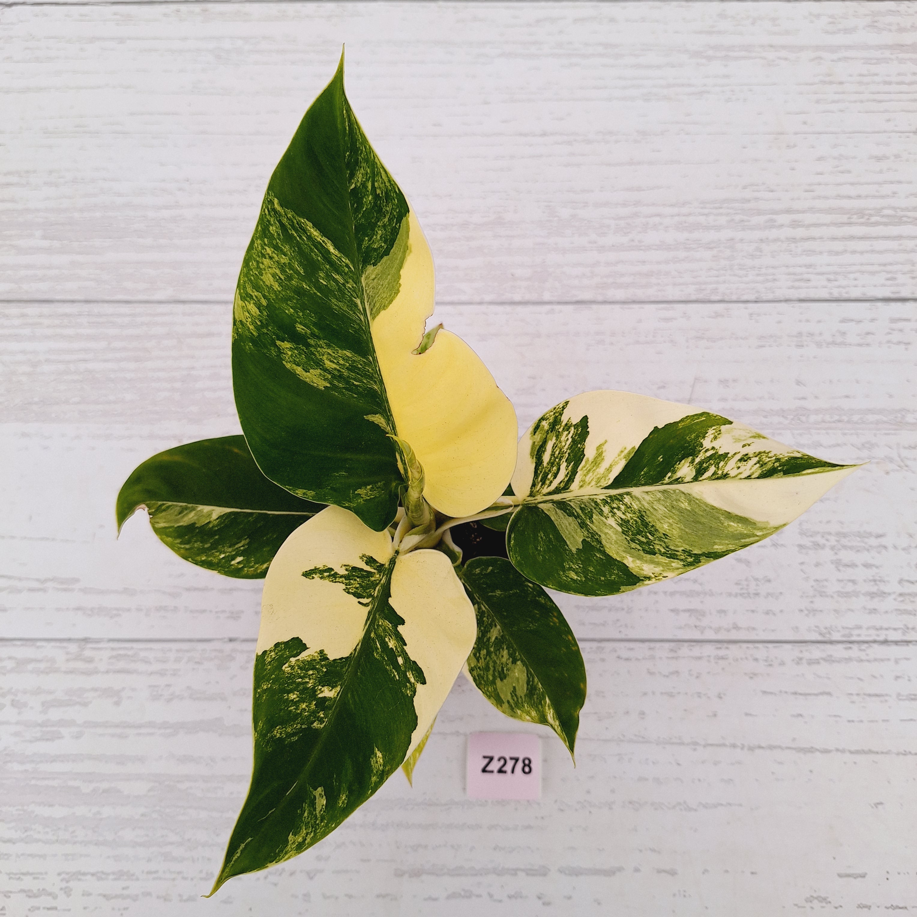 Philodendron imperial green variegata