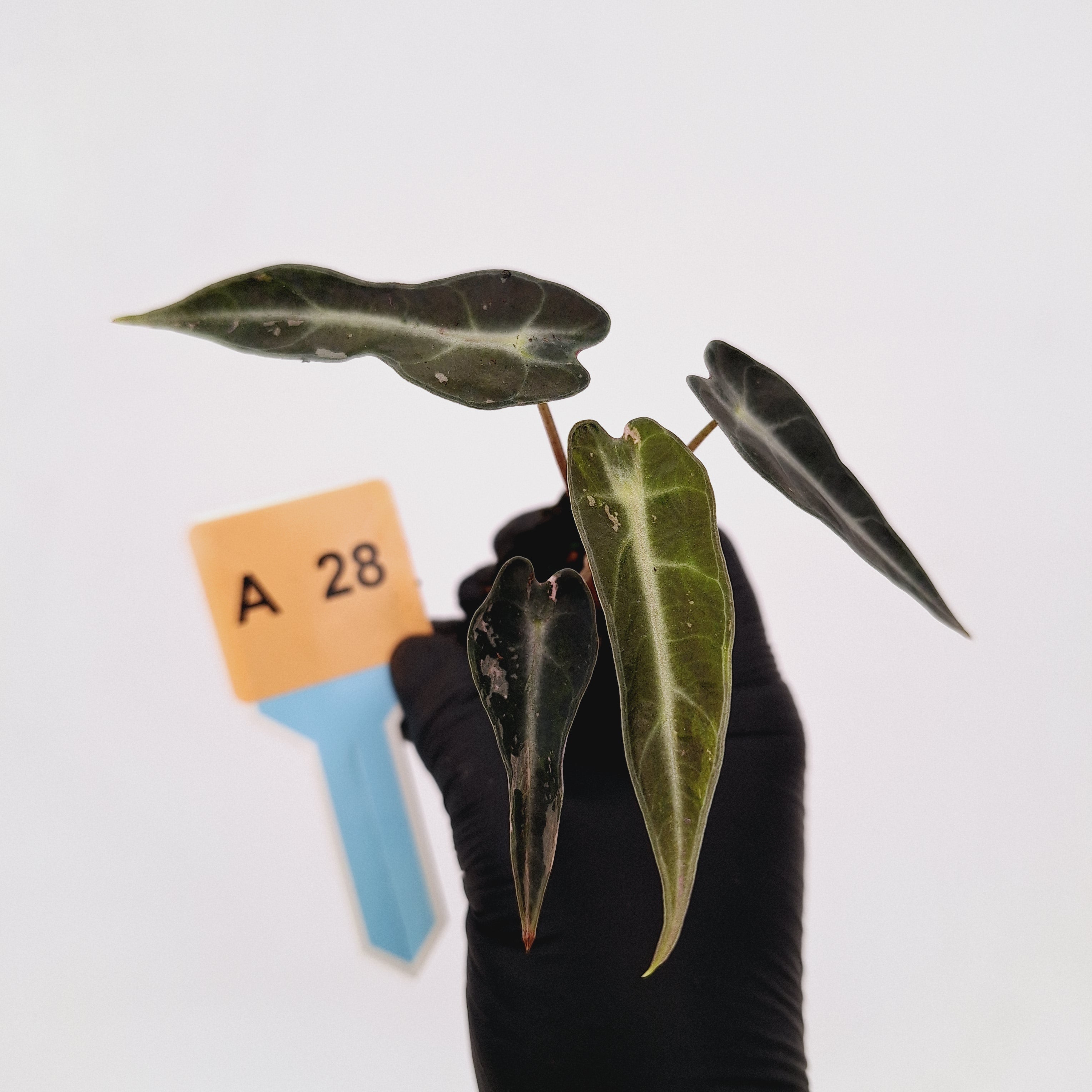 Alocasia Amazonica  bambino Variegata - Bare Bottom Baby