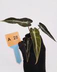 Alocasia Amazonica  bambino Variegata - Bare Bottom Baby