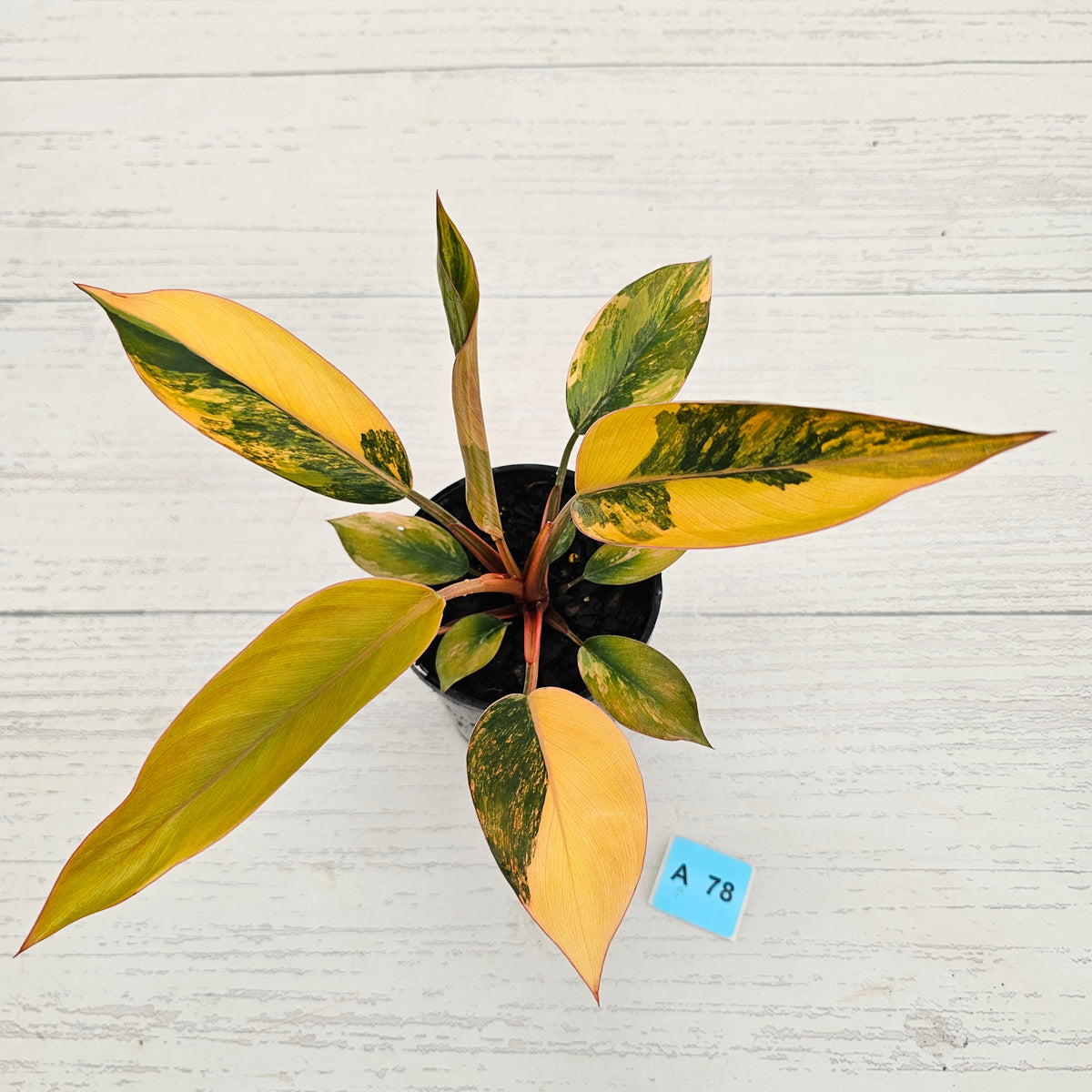 Philodendron 'Rojo Congo Variegated' 125mm