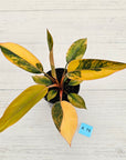 Philodendron 'Rojo Congo Variegated' 125mm