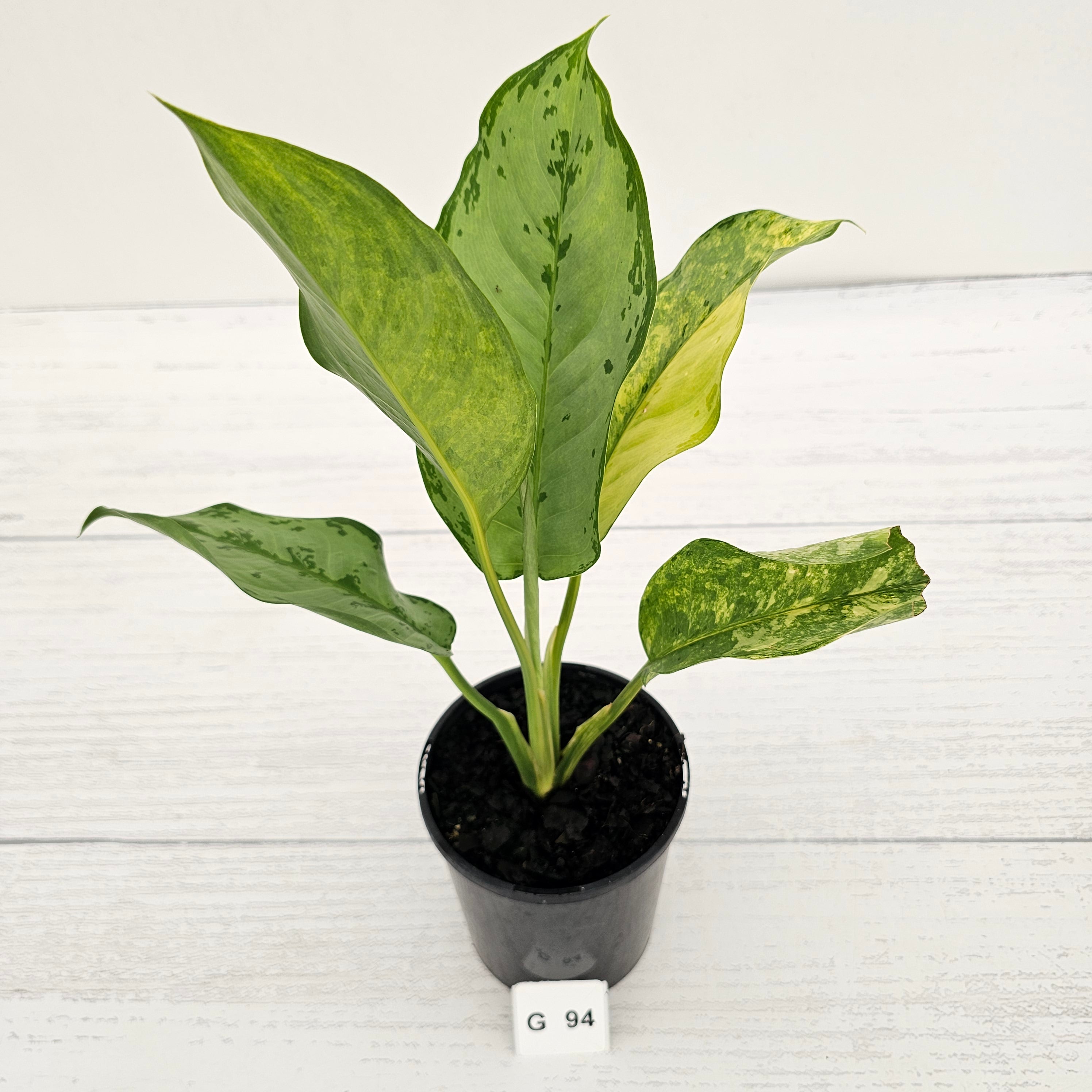 Aglaonema commutatum BJ Freeman Variegata