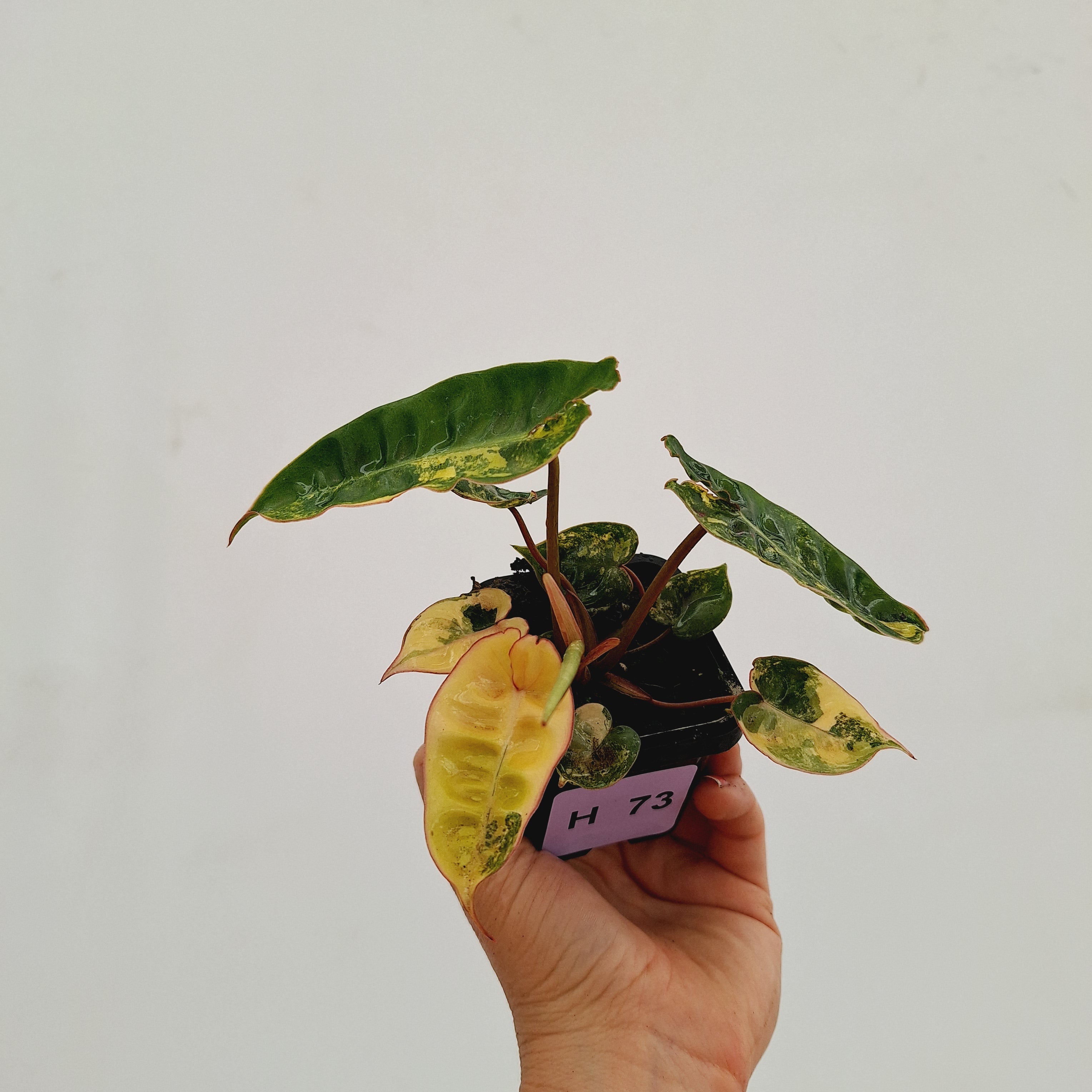 Philodendron billietiae Variegata